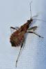 Himacerus mirmicoides